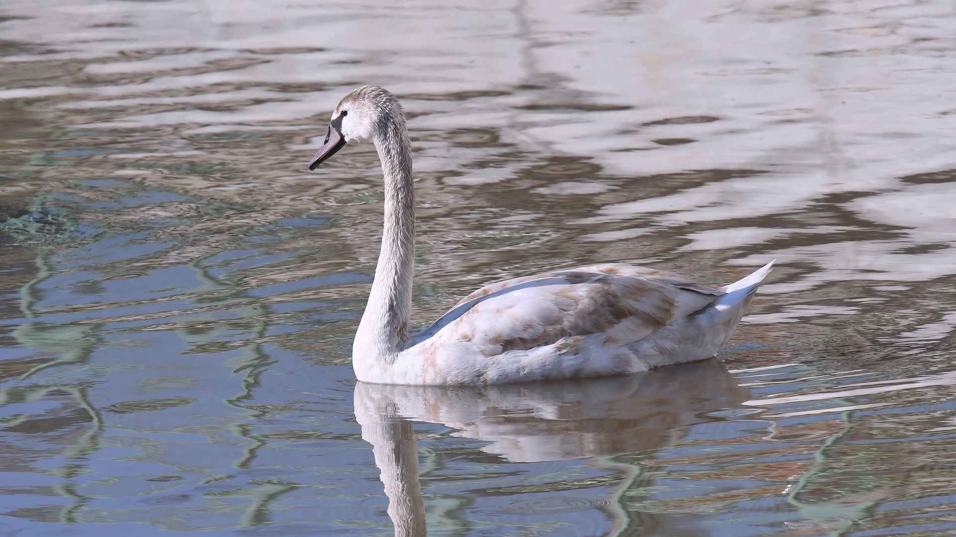 Mute Swan