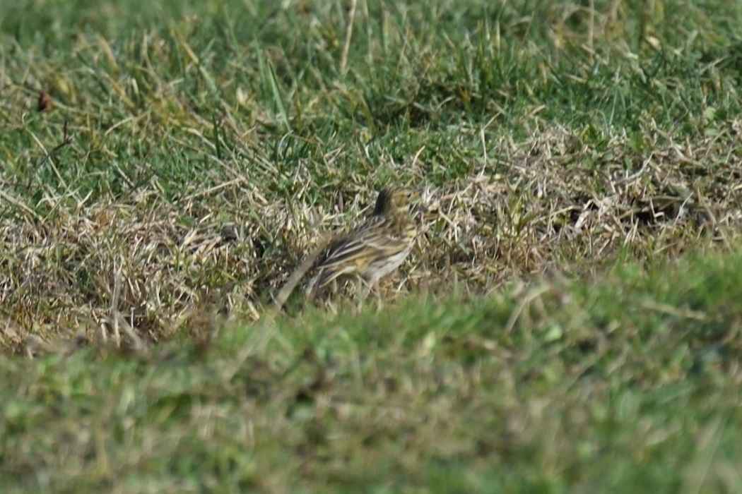 Meadow Pipit