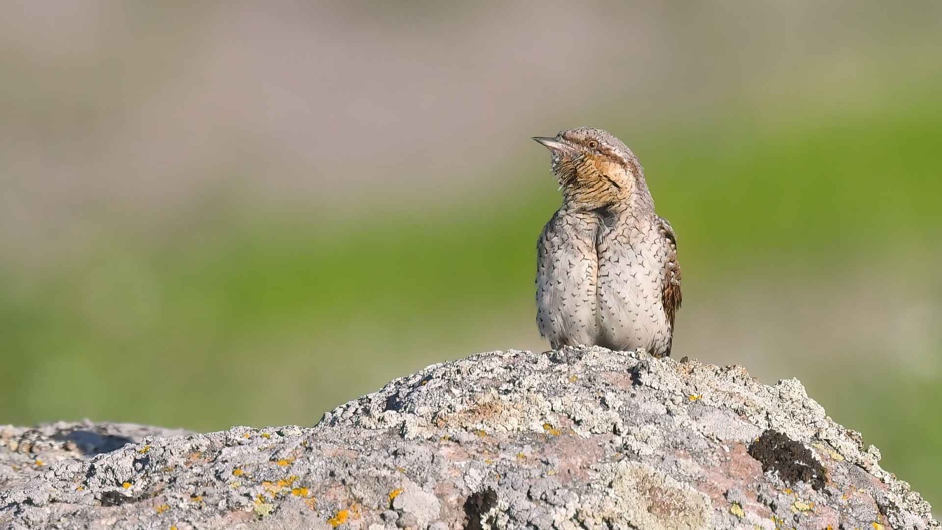 Eurasian Wryneck