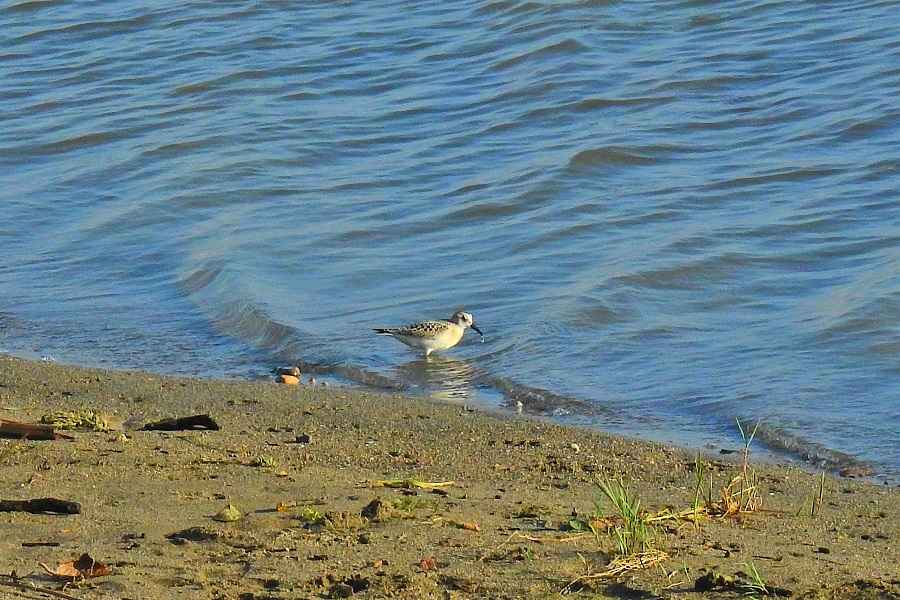 Sanderling