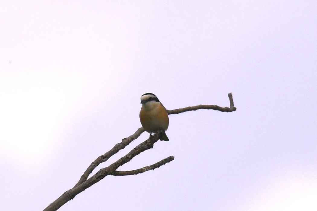 Masked Shrike