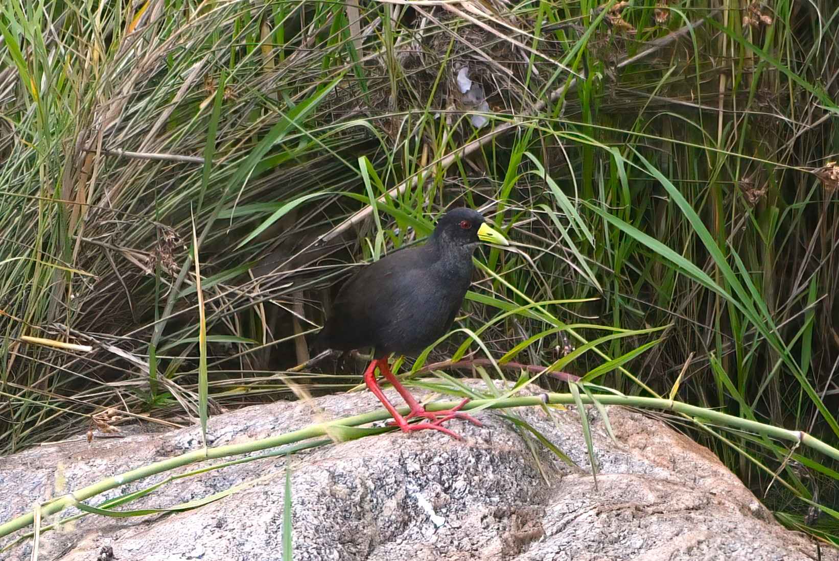 Black Crake