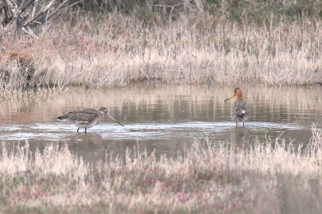 Black-tailed Godwit