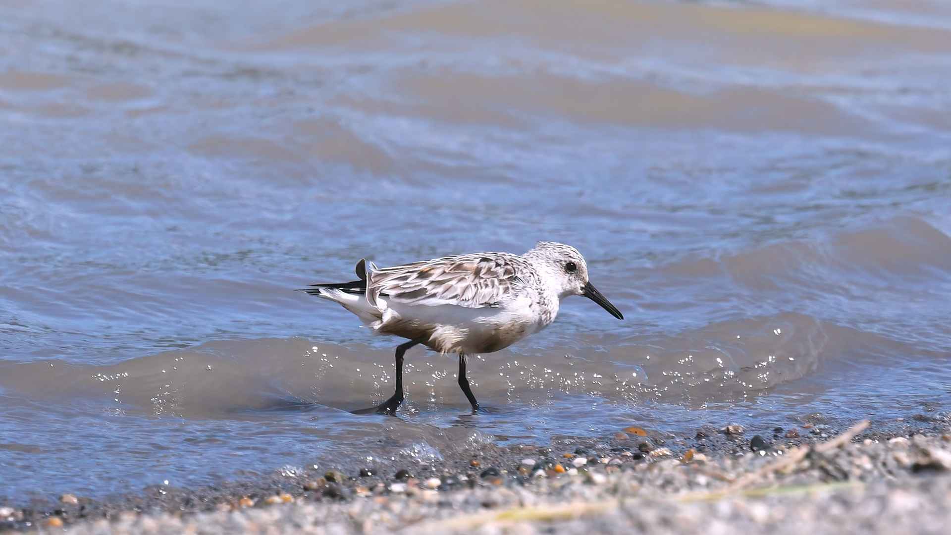 Sanderling