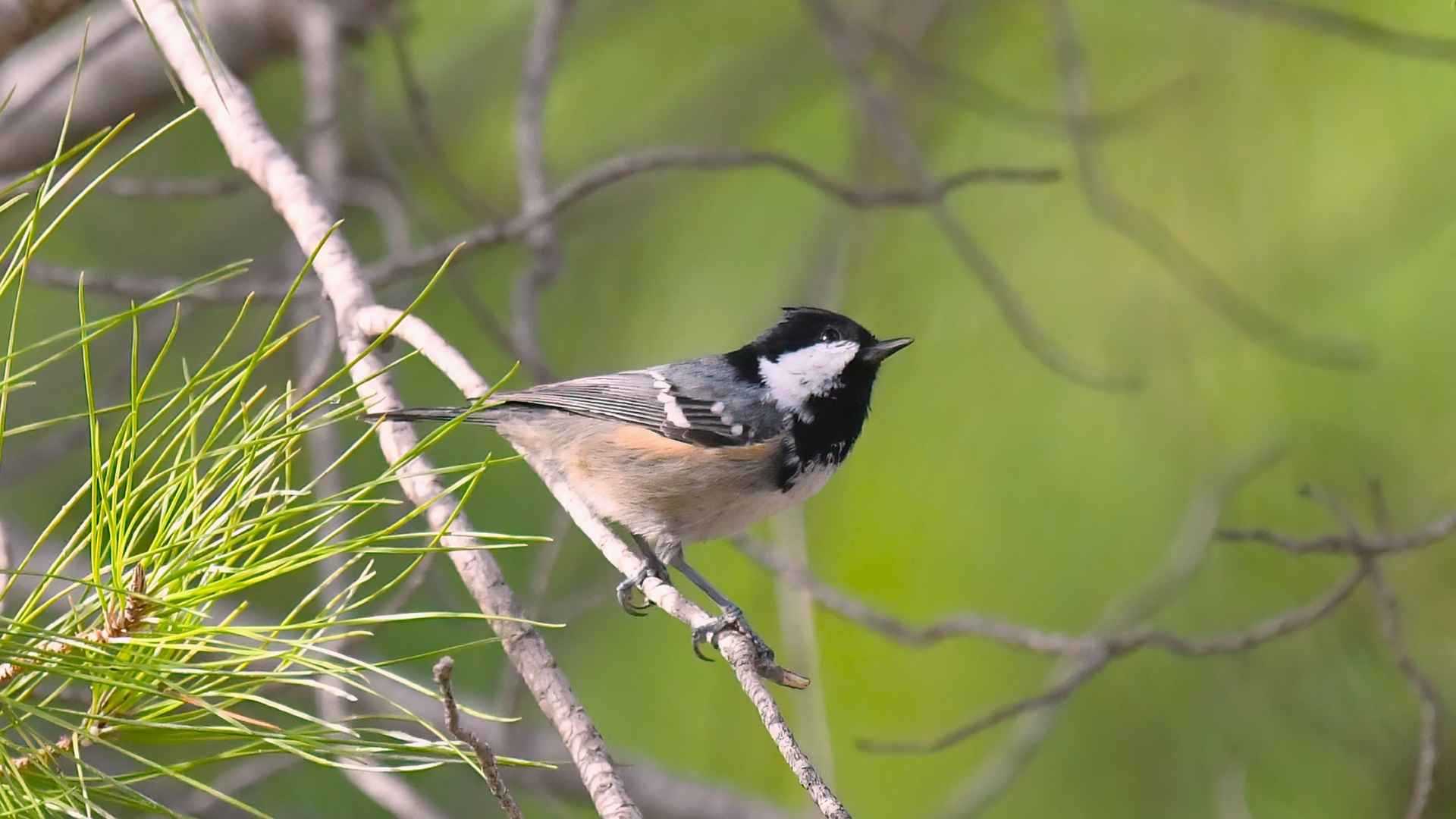Coal Tit
