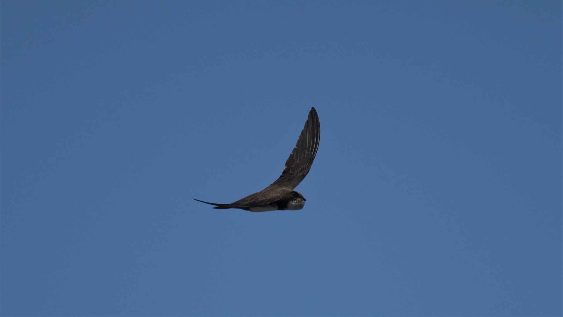 Alpine Swift