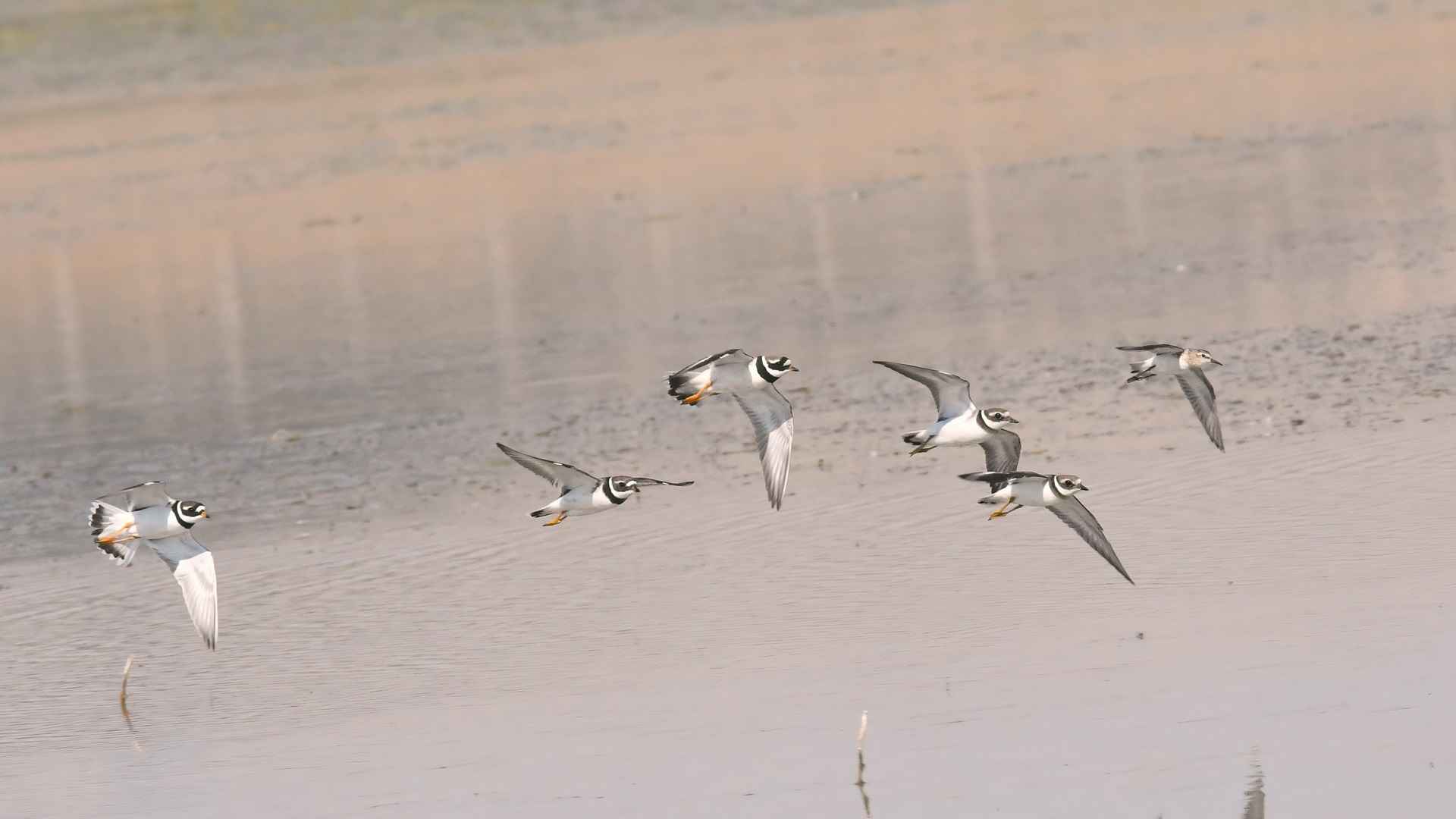 Common Ringed Plover