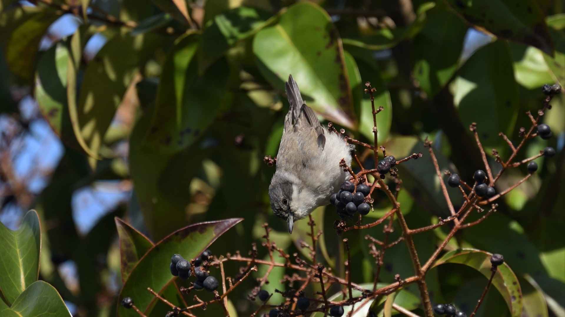 Lesser Whitethroat