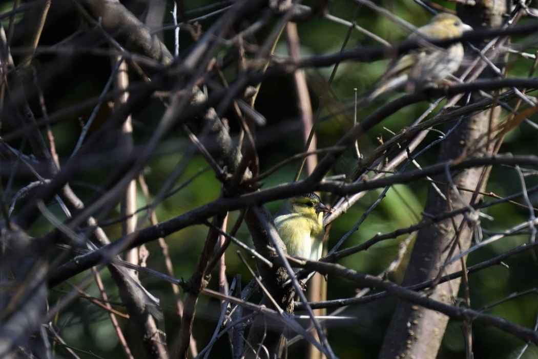 Eurasian Siskin