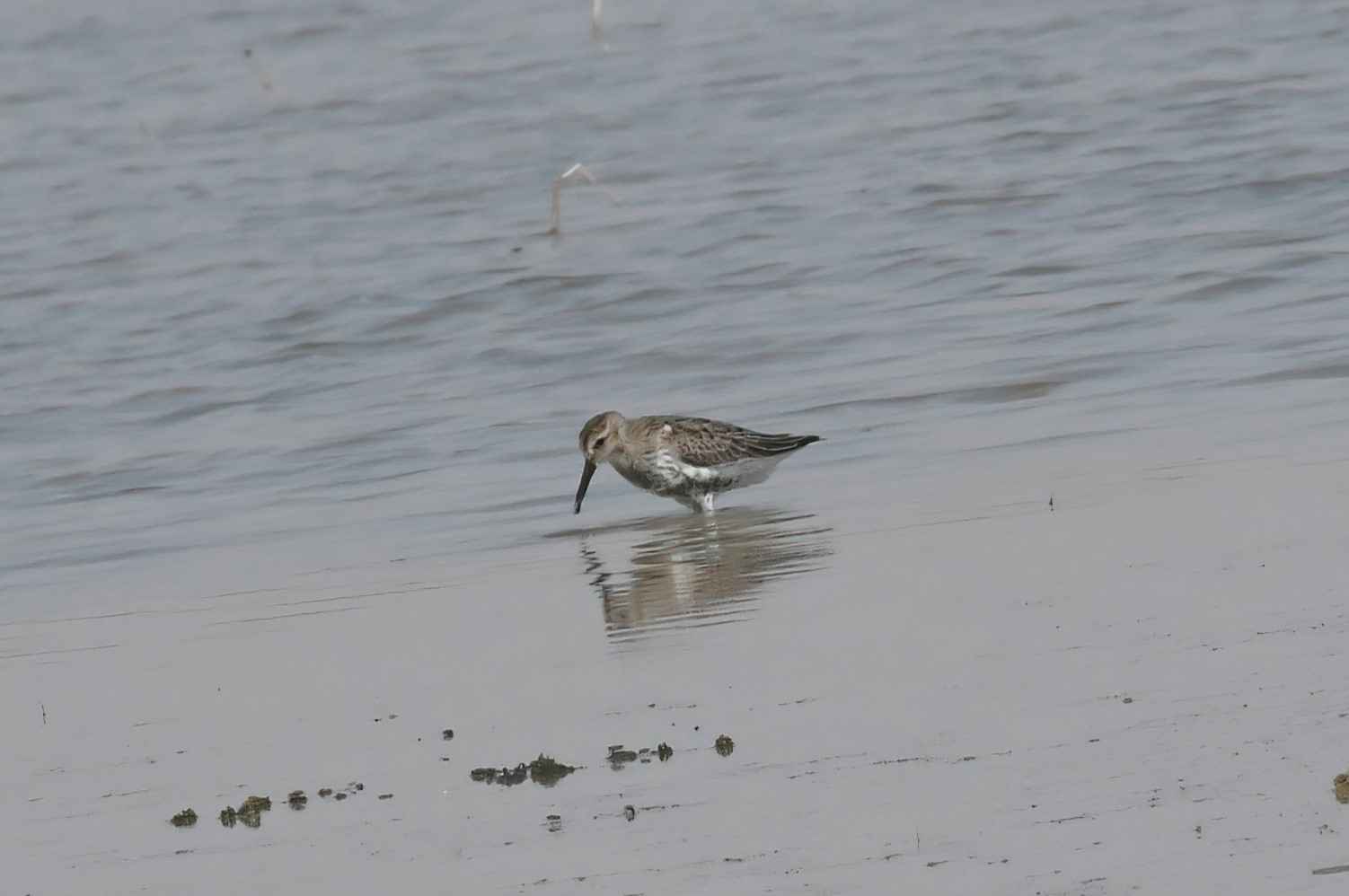 Dunlin