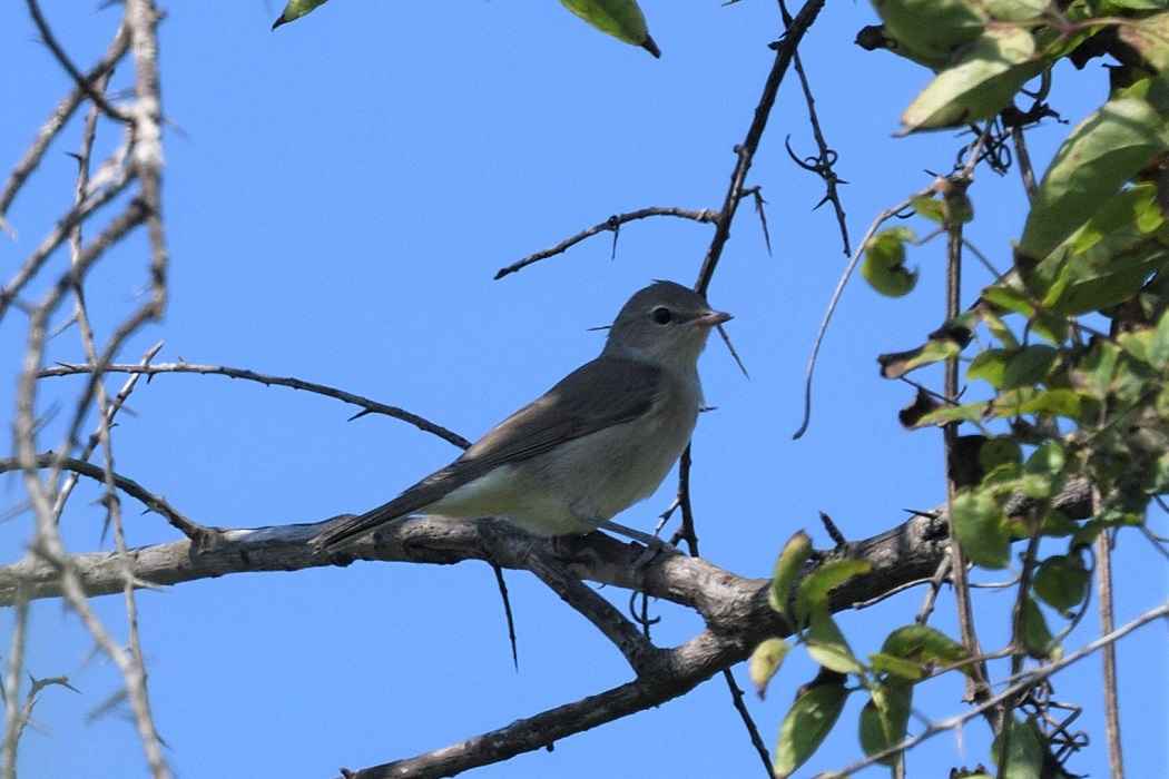 Garden Warbler
