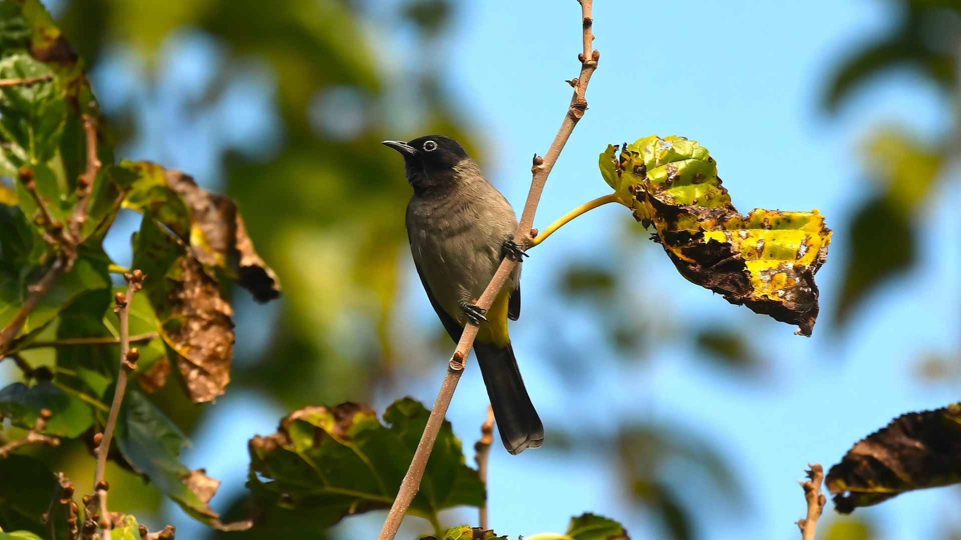 White-spectacled Bulbul