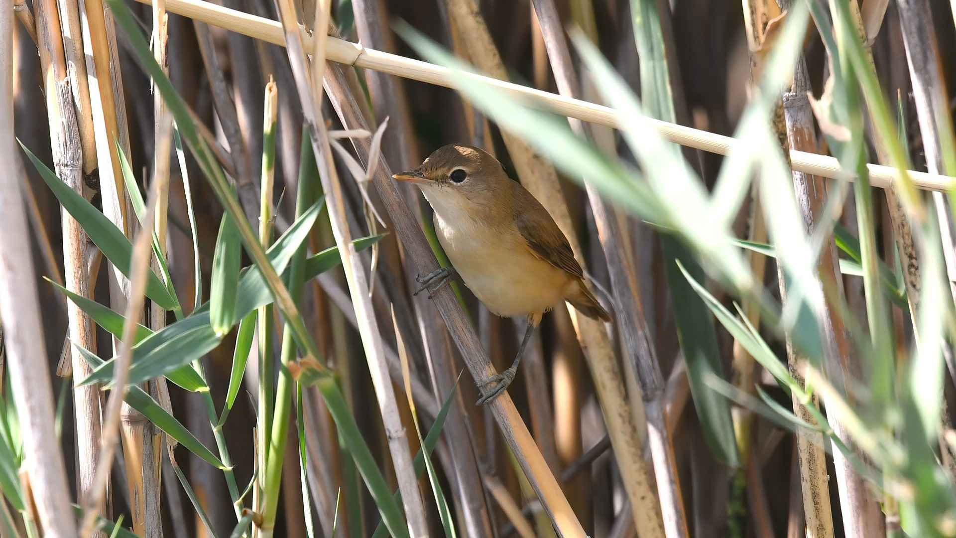 Eurasian Reed Warbler