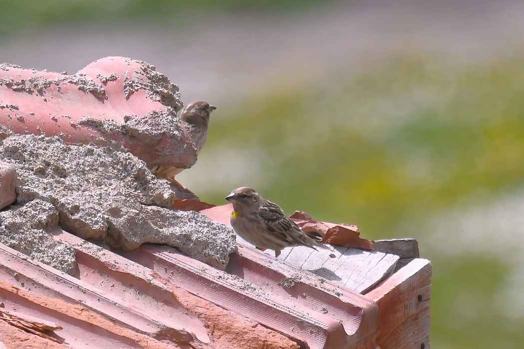 Rock Sparrow