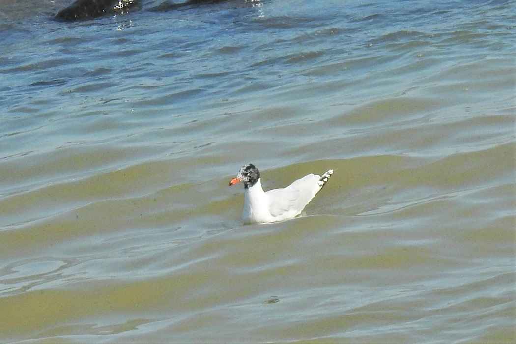 Mediterranean Gull
