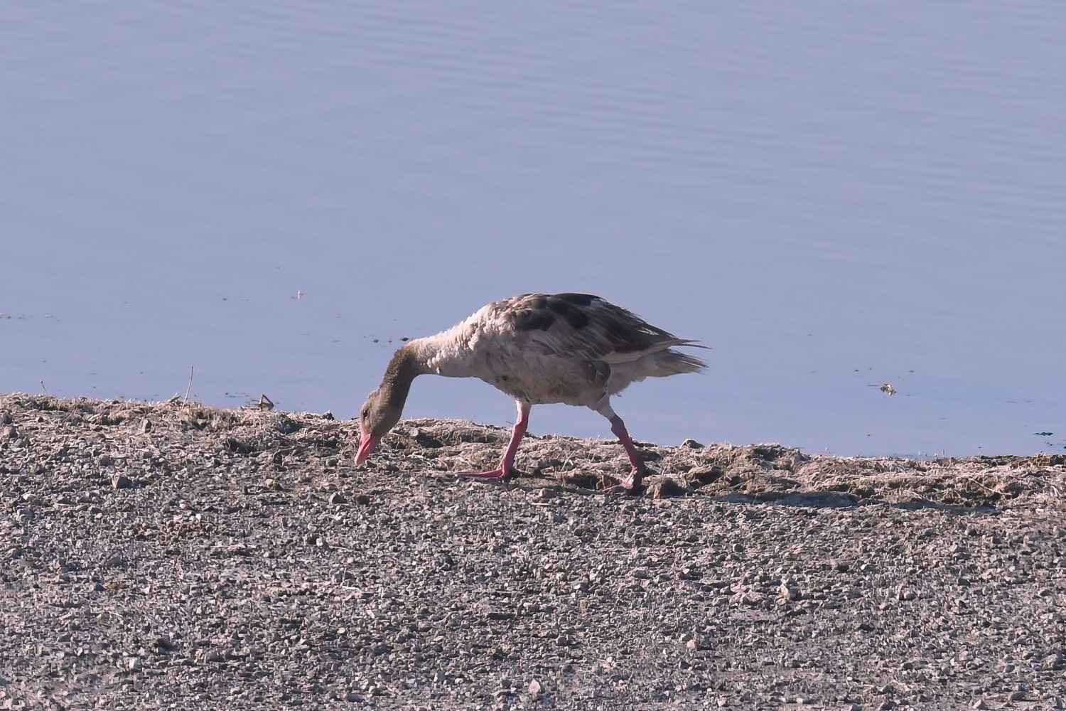 Graylag Goose