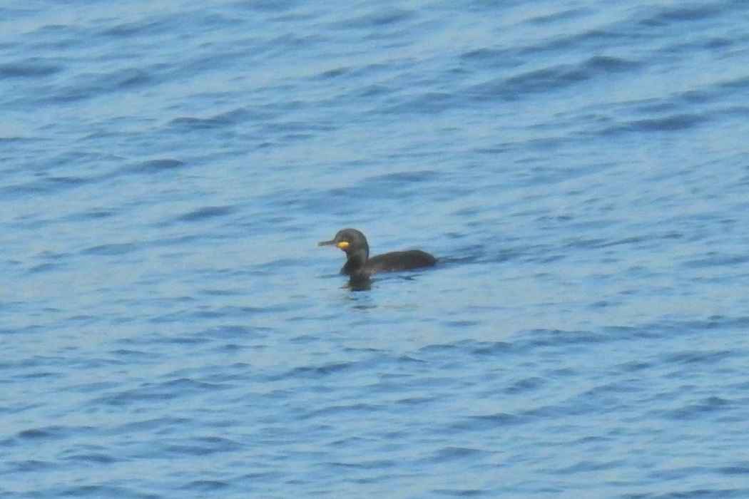 European Shag
