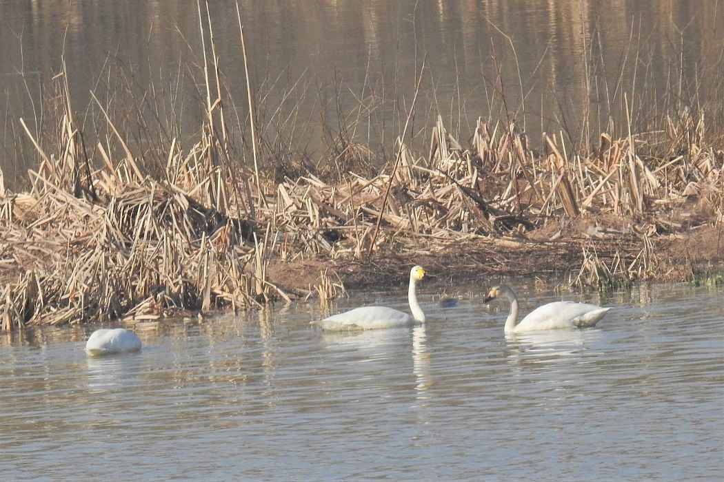 Tundra Swan