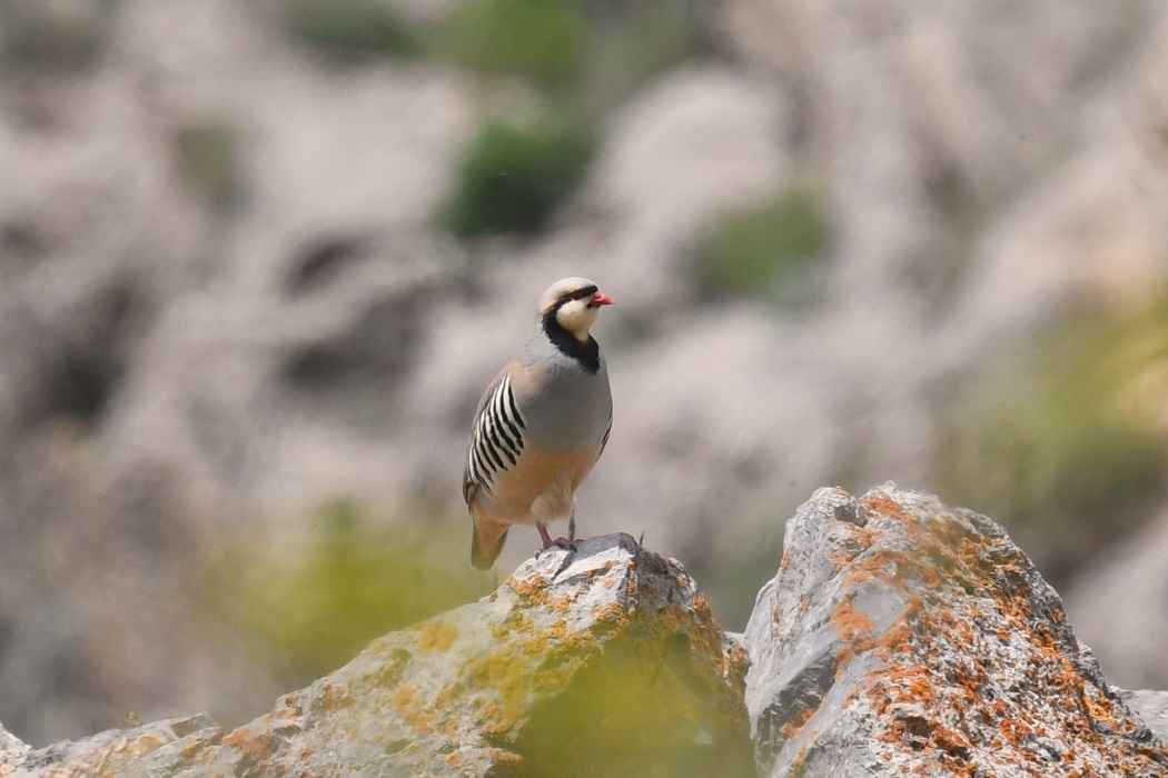 Chukar