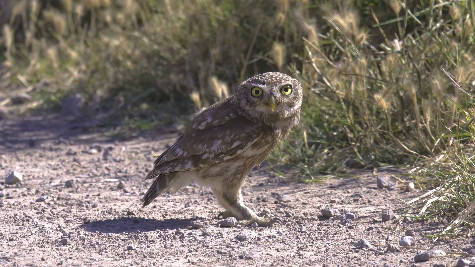 Little Owl