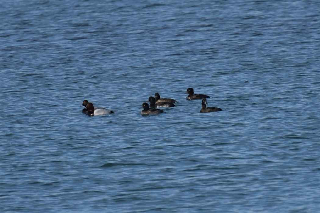 Tufted Duck