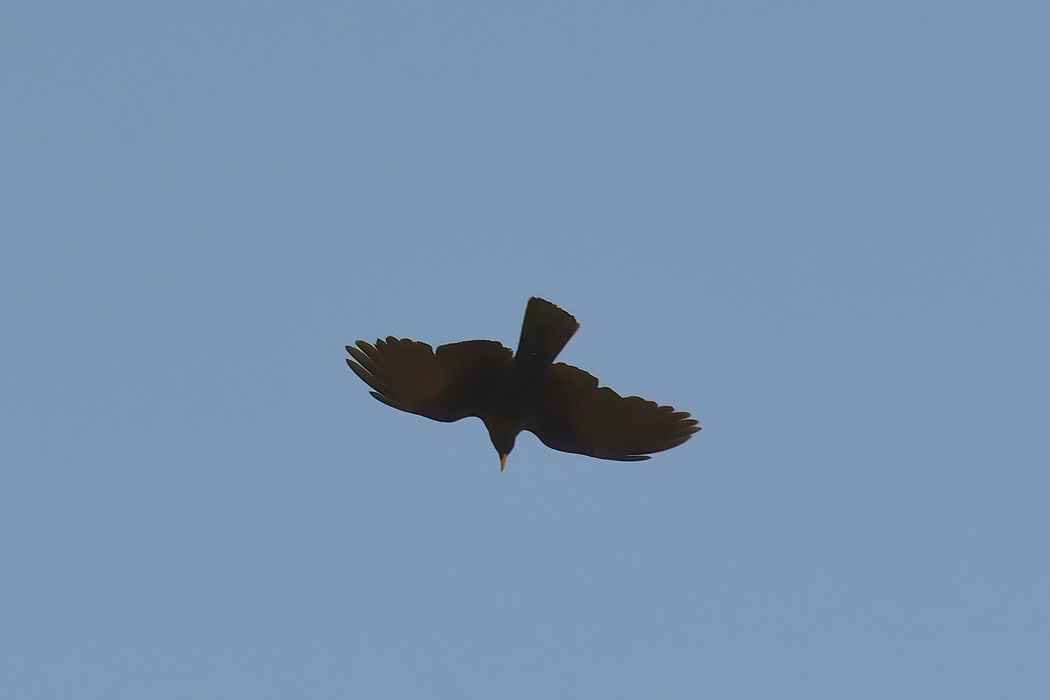 Yellow-billed Chough
