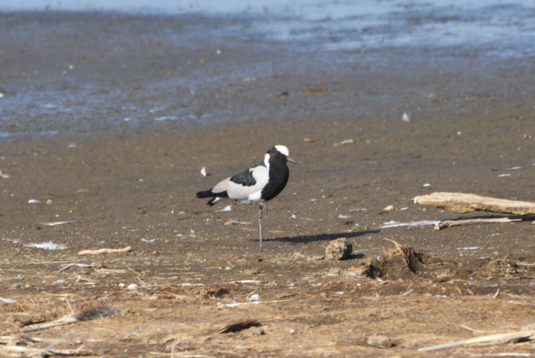 Blacksmith Lapwing