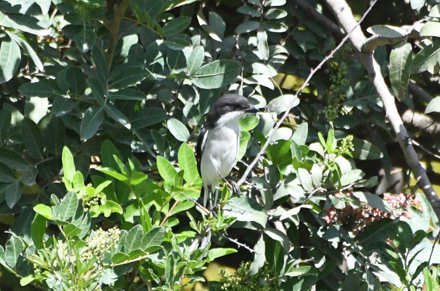 Southern Fiscal