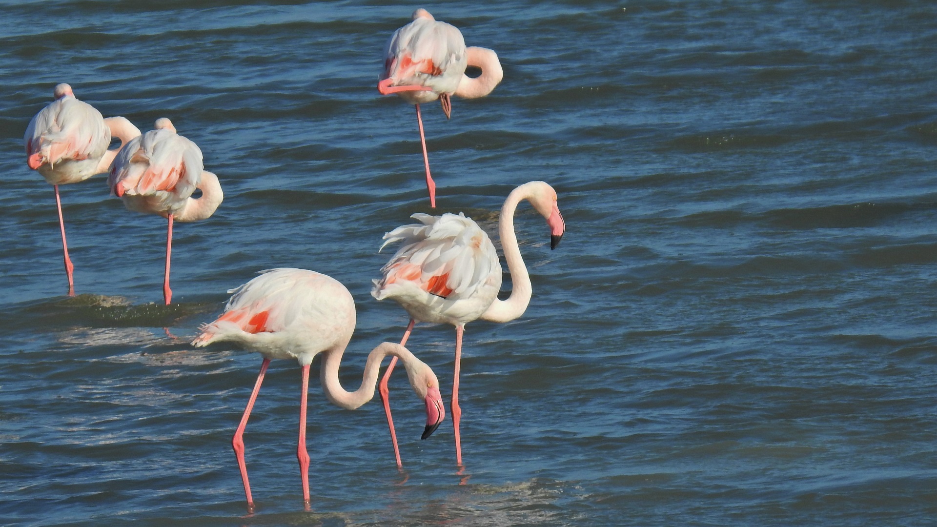 Greater Flamingo