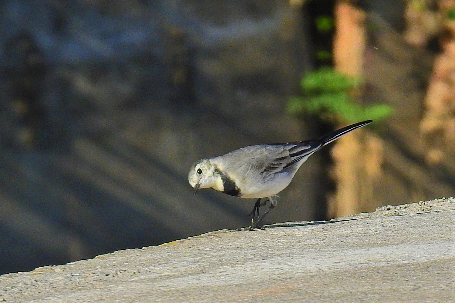 White Wagtail