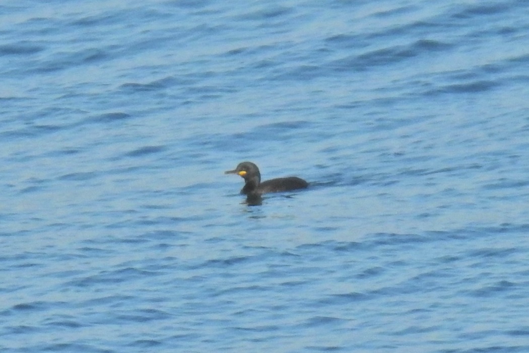 European Shag