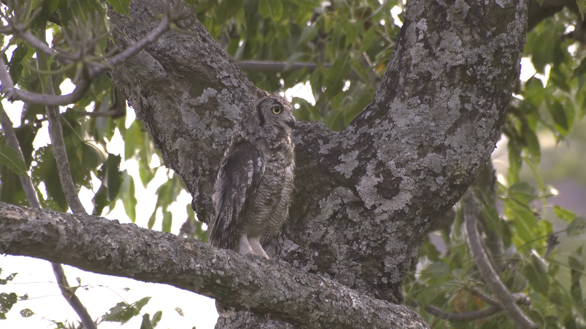 Spotted Eagle-Owl
