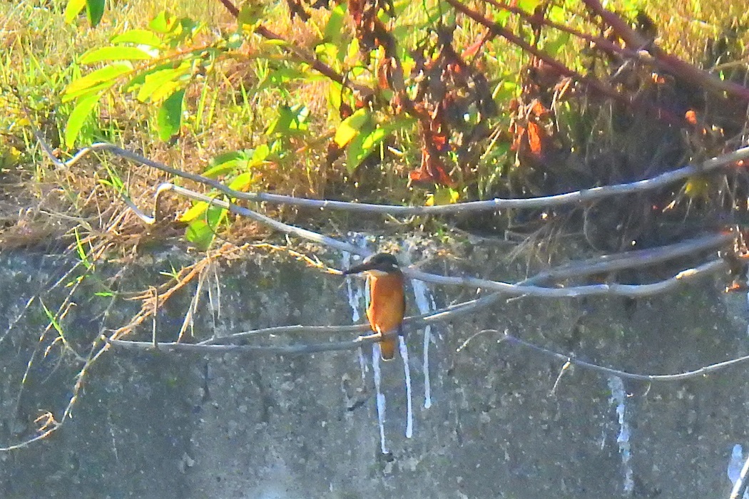 Common Kingfisher