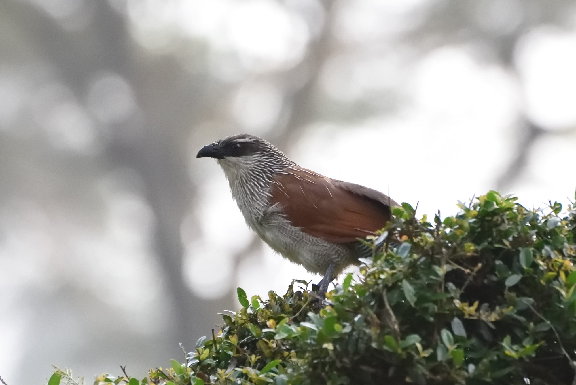 White-browed Coucal