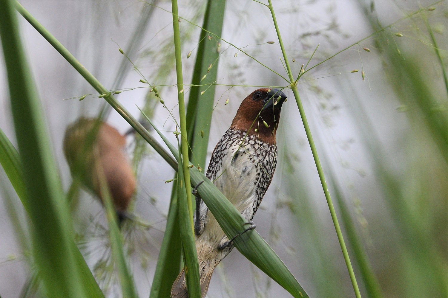 Scaly-breasted Munia