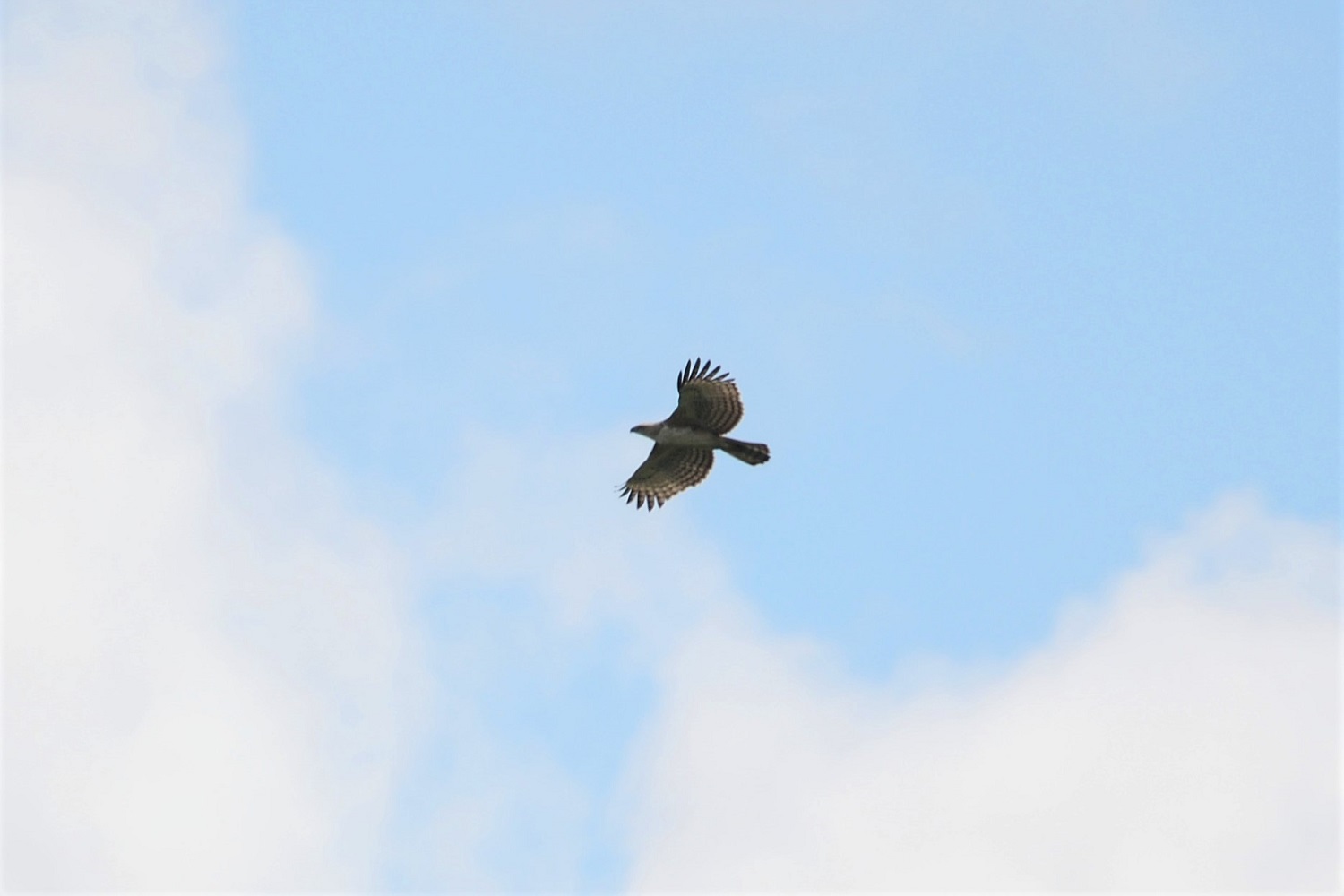Changeable Hawk-Eagle