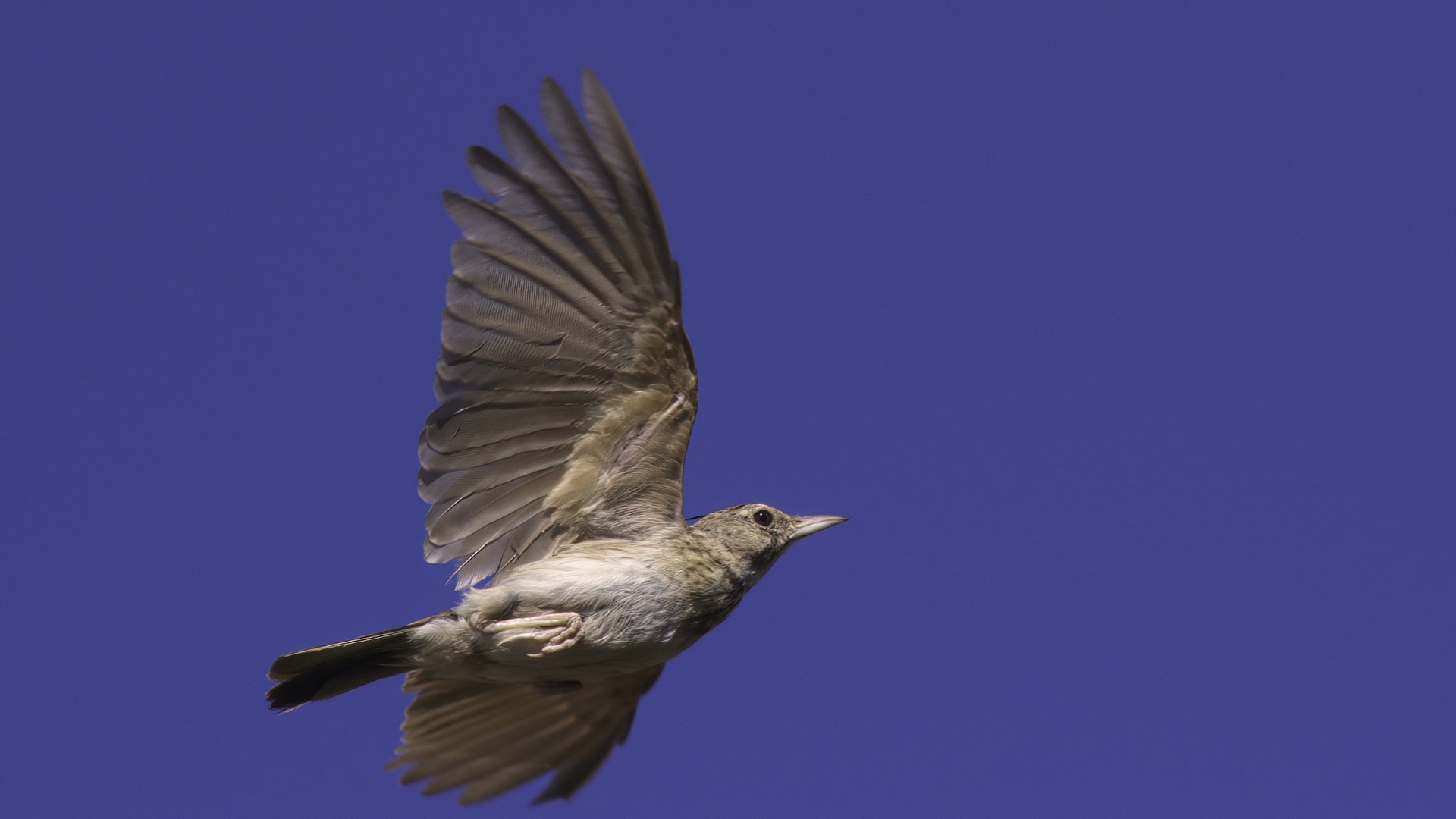Crested Lark