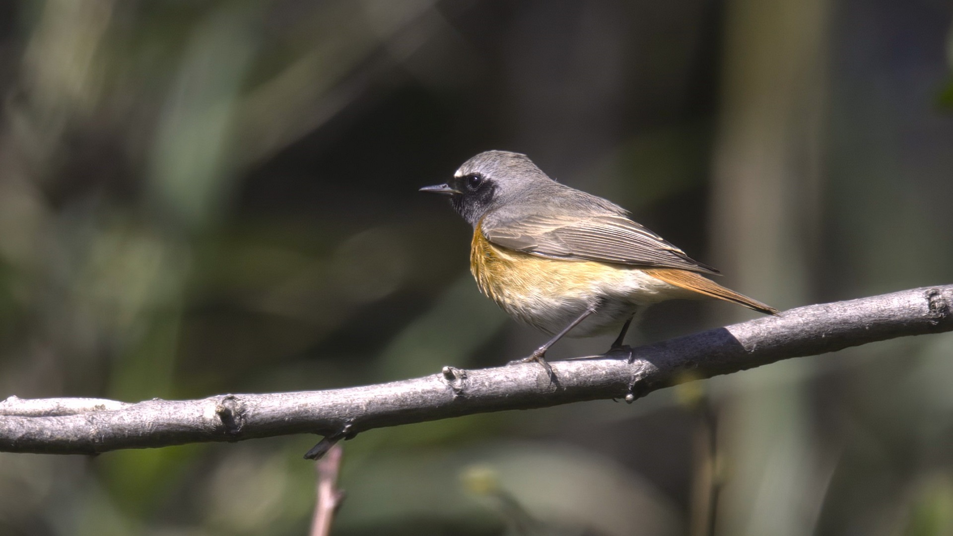 Common Redstart
