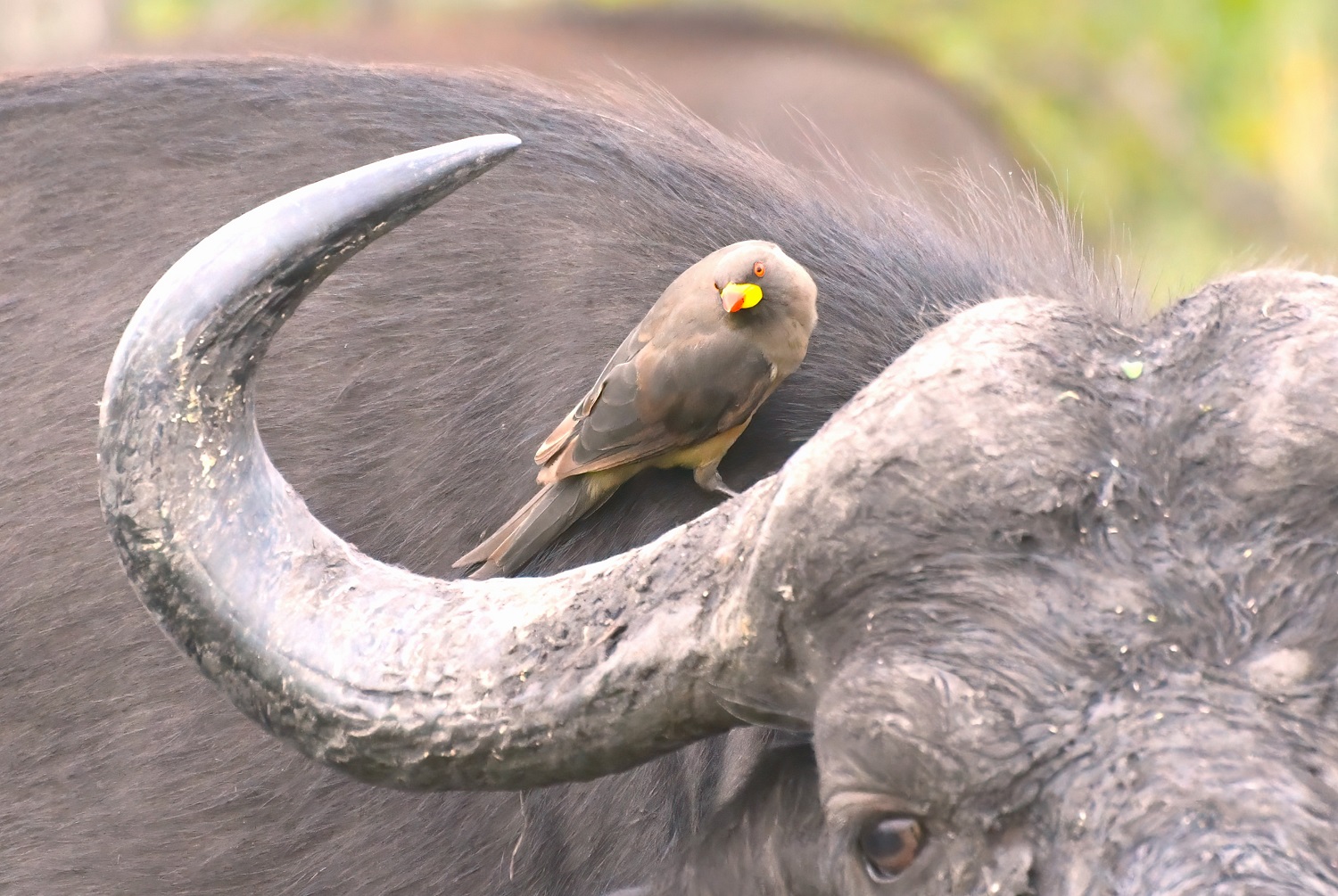 Yellow-billed Oxpecker