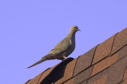 Çatıda