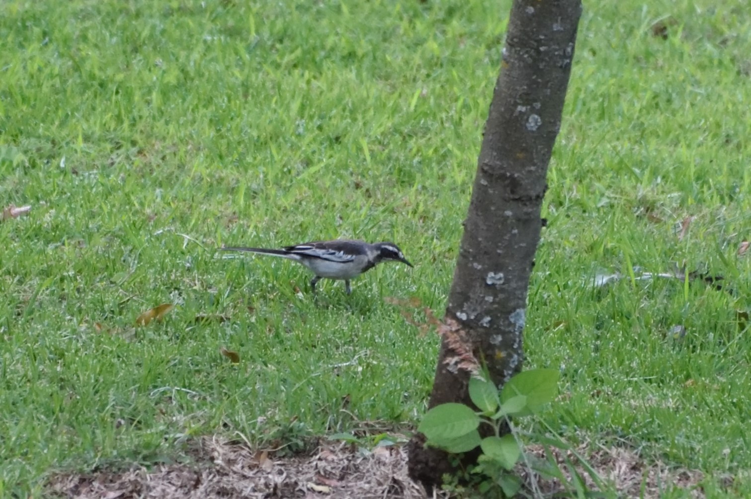 African Pied Wagtail