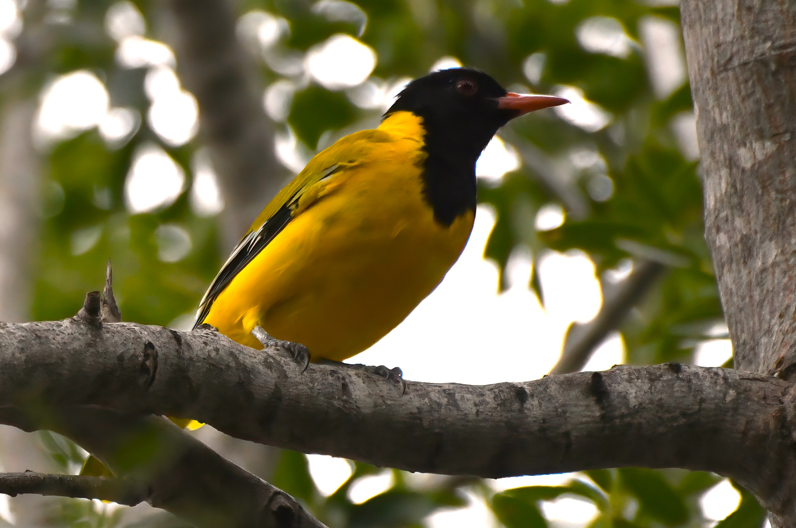 African Black-headed Oriole