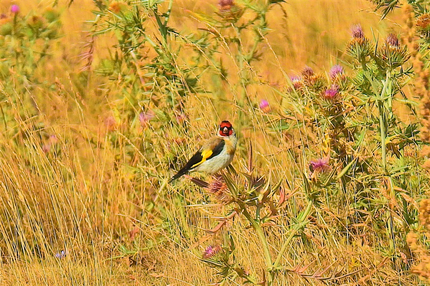 European Goldfinch