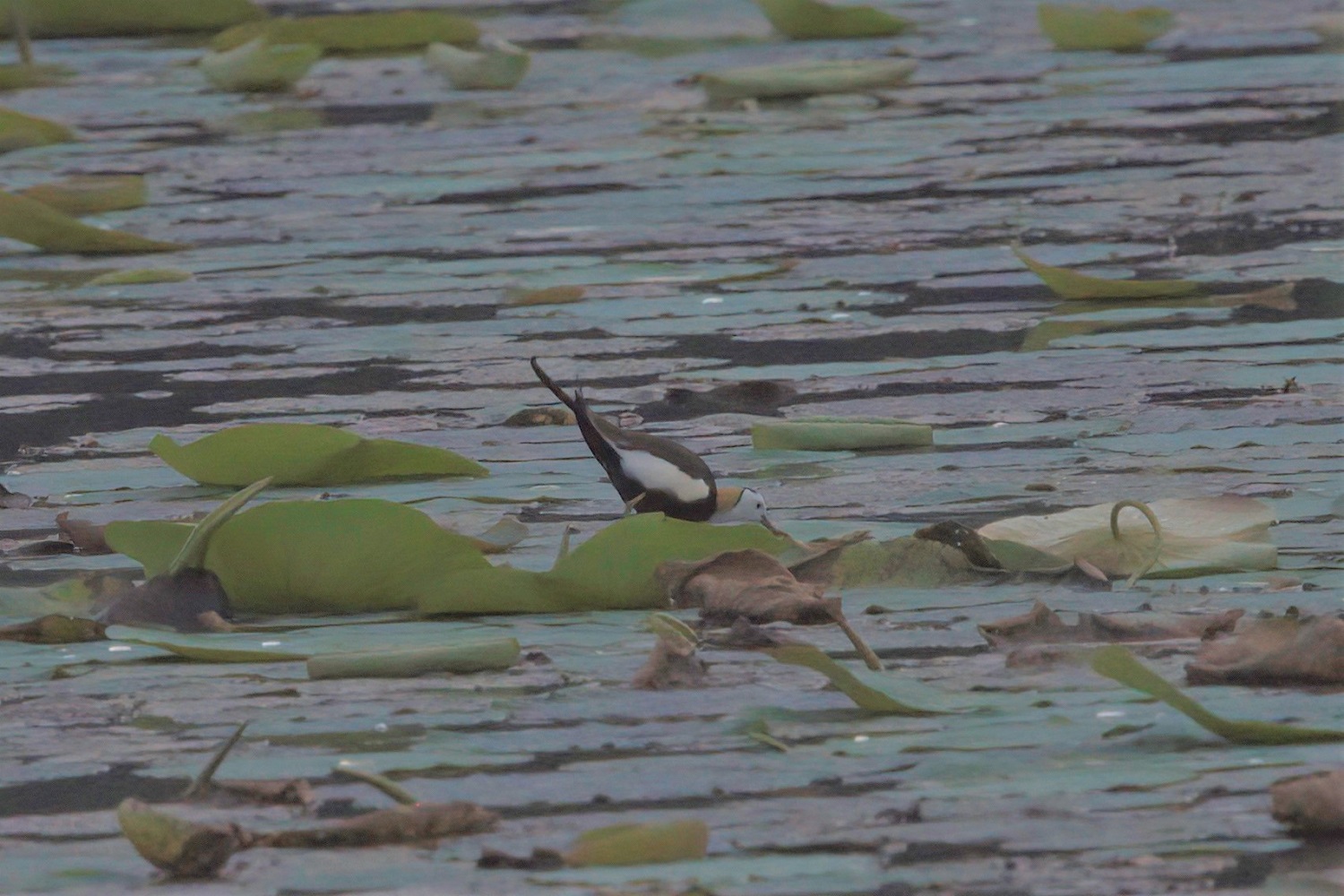 Pheasant-tailed Jacana