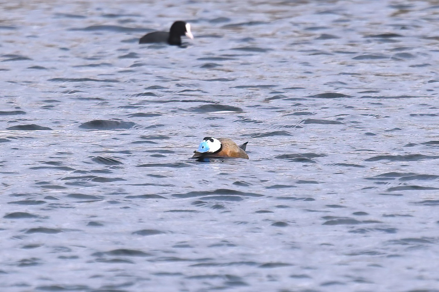 White-headed Duck