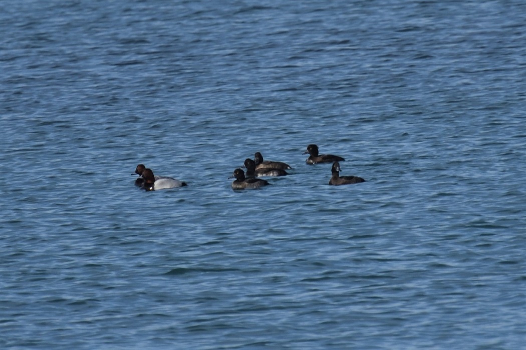 Tufted Duck
