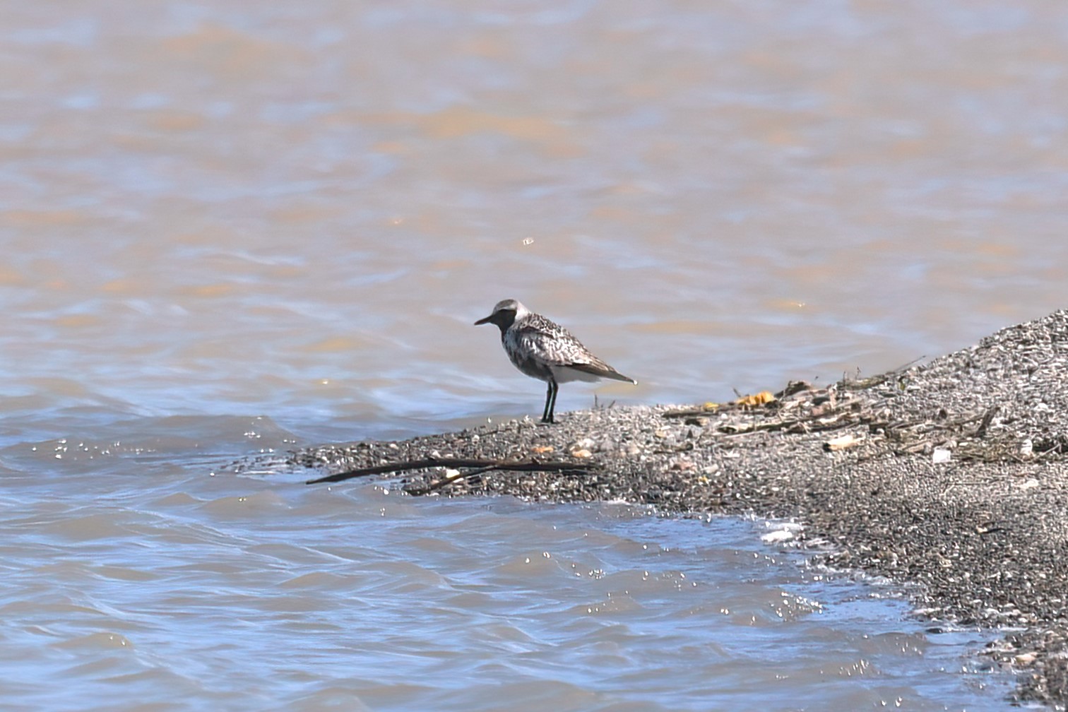 Black-bellied Plover