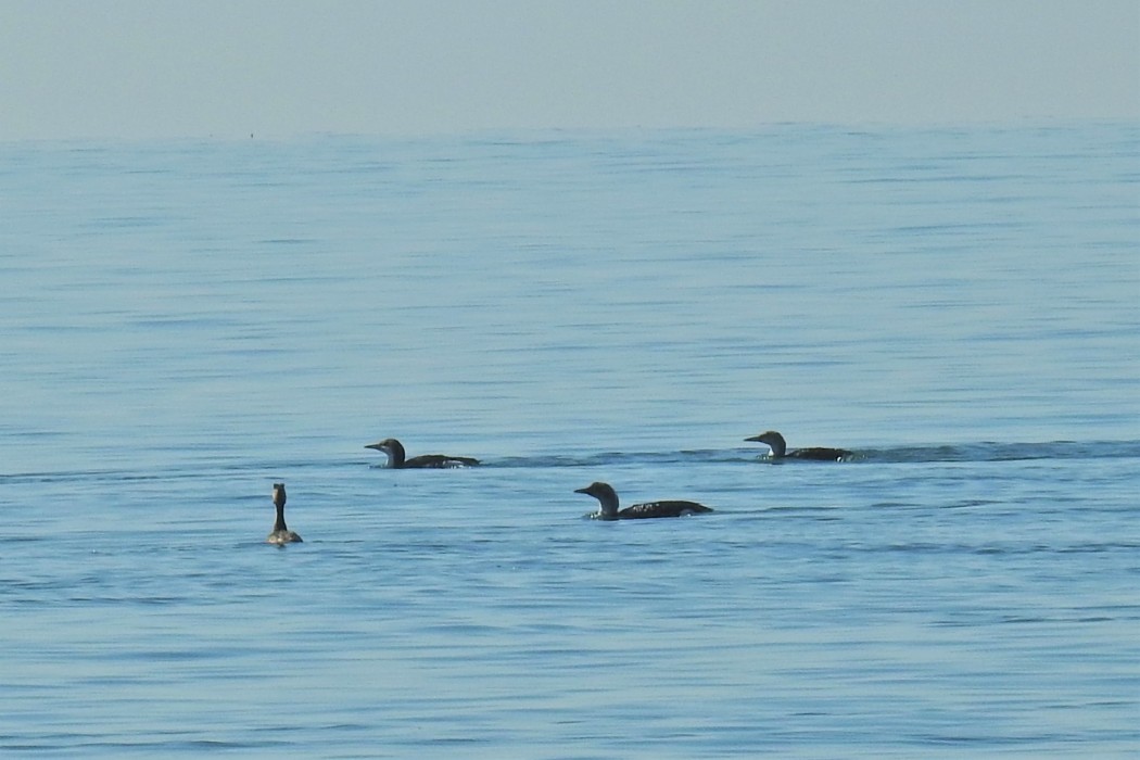 Arctic Loon