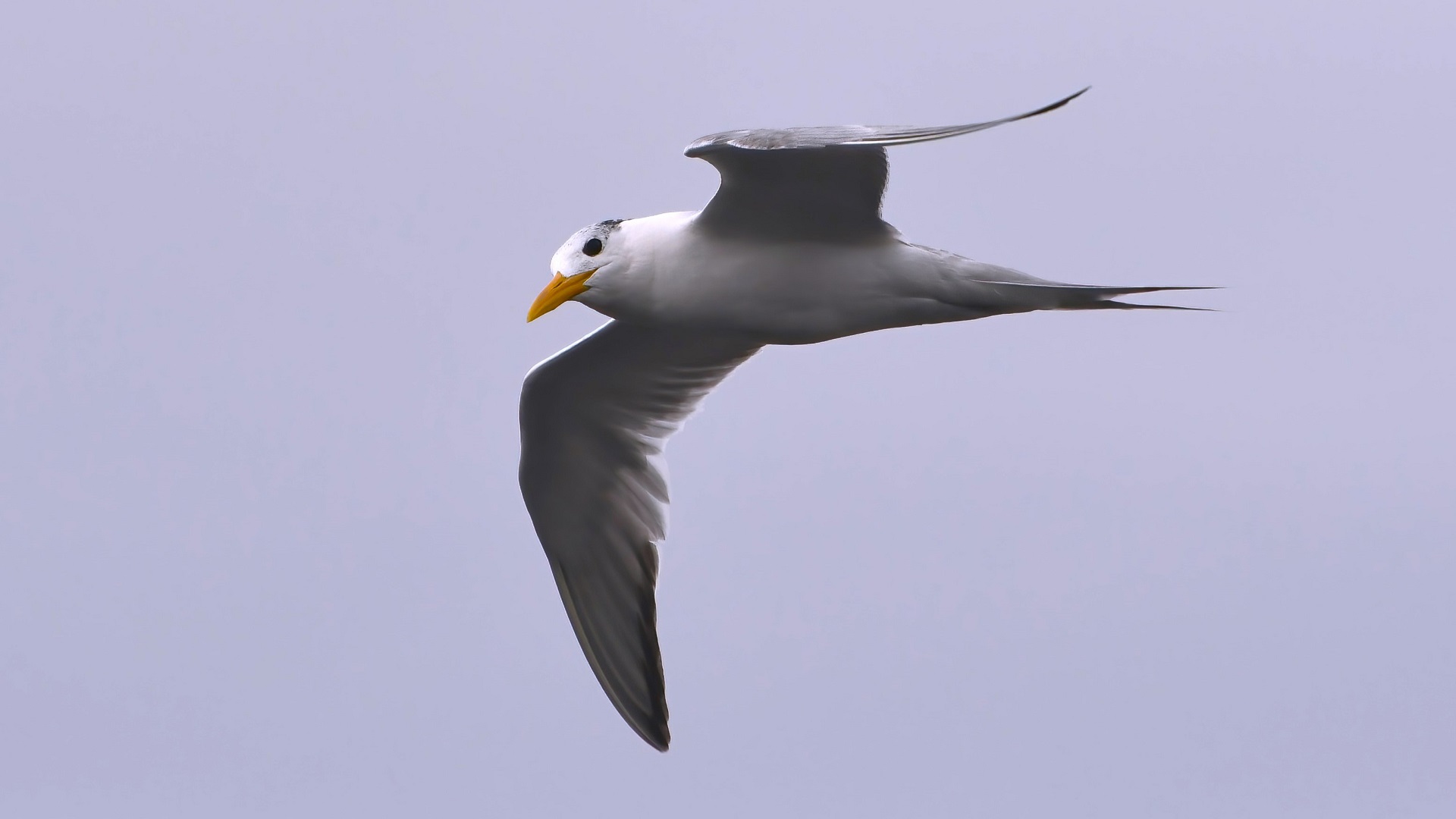 Great Crested Tern