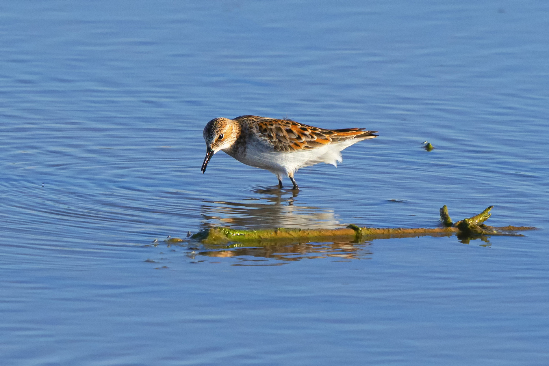 Little Stint
